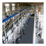 Measuring Bottle Type Midline Milking Parlor